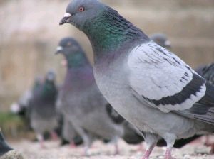 piccioni-viaggiatori