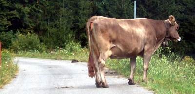 mucca per strada