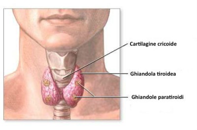 Tiroide-500x330